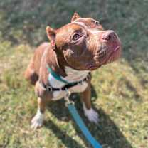 Thumbnail photo of Gamora #4