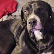 Thumbnail photo of Dutch #1