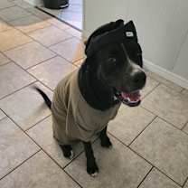 Thumbnail photo of Dutch #3