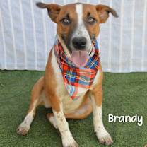 Thumbnail photo of Brandy #1