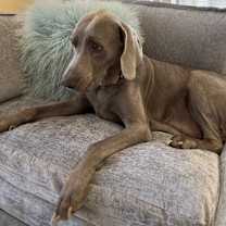 Thumbnail photo of Winston #4