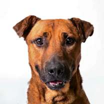 Thumbnail photo of Copper 1424-25 #1