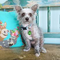 Thumbnail photo of Dust Bunny #2