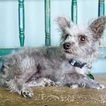 Thumbnail photo of Dust Bunny #3