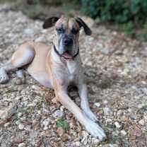 Thumbnail photo of Duke #3