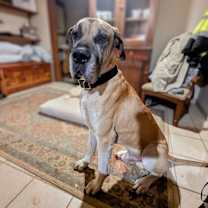 Thumbnail photo of Duke #4