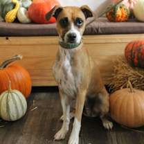 Thumbnail photo of Luna #4