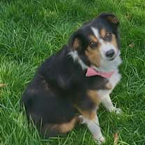 Thumbnail photo of Raven #2