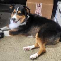 Thumbnail photo of Raven #4