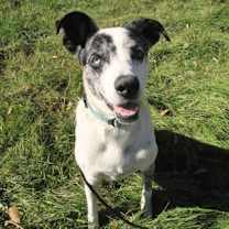 Thumbnail photo of Angel #1