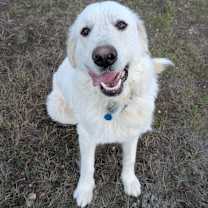 Thumbnail photo of Bella #1