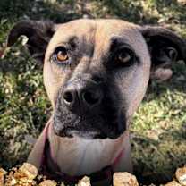 Thumbnail photo of Tonks #1