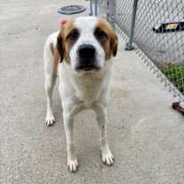 Thumbnail photo of Dax #4