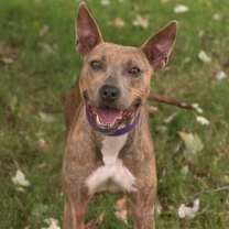 Thumbnail photo of HONEY #1