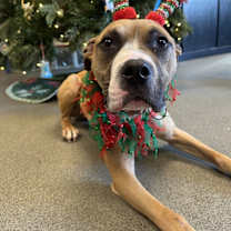 Thumbnail photo of Noodle Beauregard #1