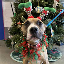 Thumbnail photo of Noodle Beauregard #2