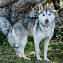 Thumbnail photo of Rune #1