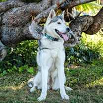 Thumbnail photo of Rune #2