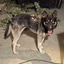 Thumbnail photo of Skye #3