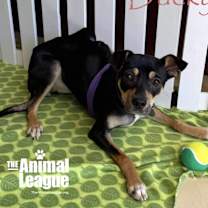 Thumbnail photo of Ducky #3