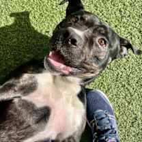 Thumbnail photo of Freddy X 65 #2