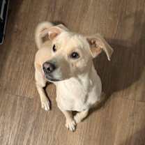 Thumbnail photo of Tyson #1