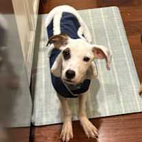 Thumbnail photo of Hank Scorpio #2