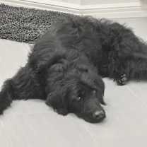 Thumbnail photo of Vincenzo #3