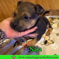 Thumbnail photo of Saja #2