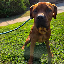 Thumbnail photo of Biscoff #2