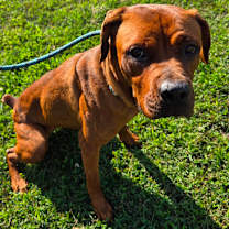 Thumbnail photo of Biscoff #3