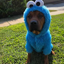 Thumbnail photo of Biscoff #4