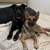 Thumbnail photo of Onyx #4