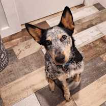 Thumbnail photo of Blue Raspberry #2