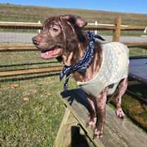 Thumbnail photo of Brownie in Gloucester VA #2