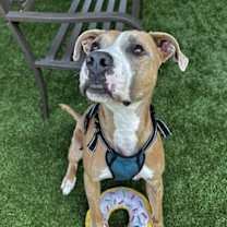 Thumbnail photo of Pierre in Troy VA #2