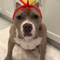 Thumbnail photo of Mookie #1