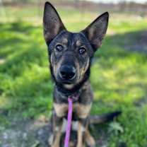 Thumbnail photo of Indiana #1