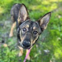 Thumbnail photo of Indiana #2