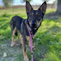 Thumbnail photo of Indiana #3