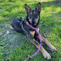 Thumbnail photo of Indiana #4