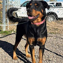 Thumbnail photo of Monty #1