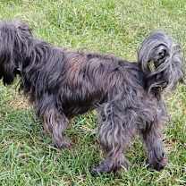 Thumbnail photo of Toto #3