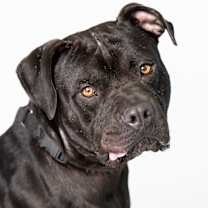 Thumbnail photo of Ace Ventura #1