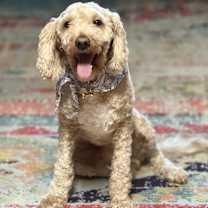 Thumbnail photo of Mitch #1