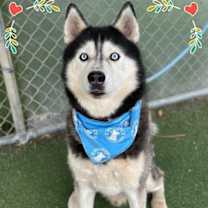 Thumbnail photo of LUKE #1