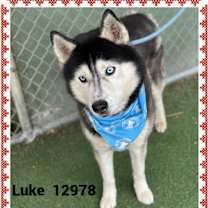 Thumbnail photo of LUKE #2