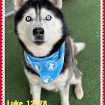Thumbnail photo of LUKE #4