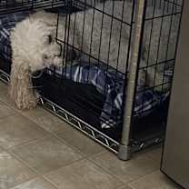 Thumbnail photo of Rex #3