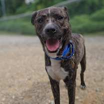 Thumbnail photo of Beavis #1